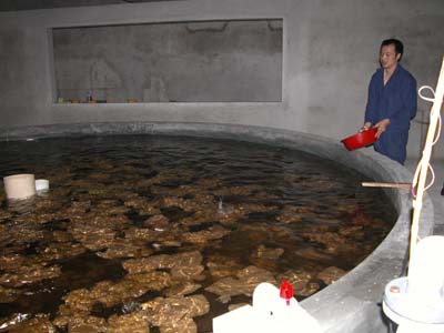 F-useRas-3-turbot-China