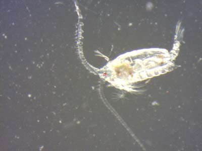 e-copepods-3